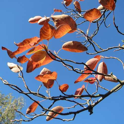 Amelanchier Lamarckii 9X9 - Image 3