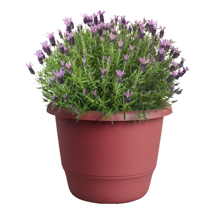 Amiga Round Pot 35cm Theatre Red | Plastic Flower Pots - Image 4