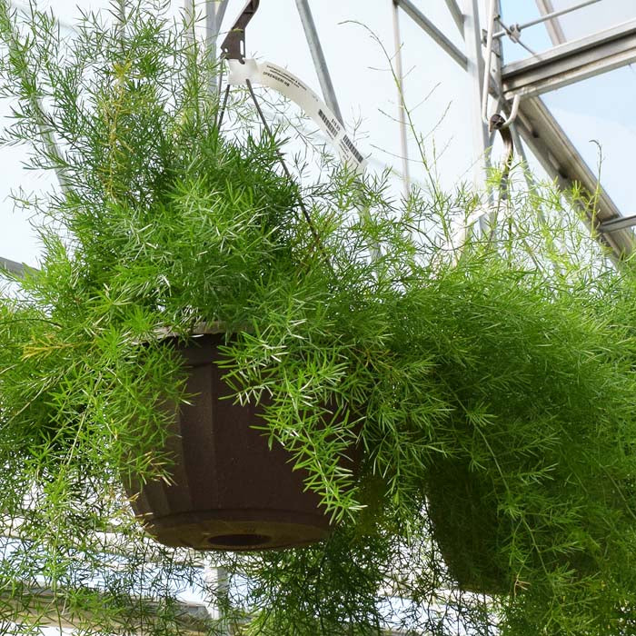 Asapargus Fern Sprengeri - Image 4
