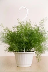 Asparagus dens. 'Sprengeri' / P18, hanging pot