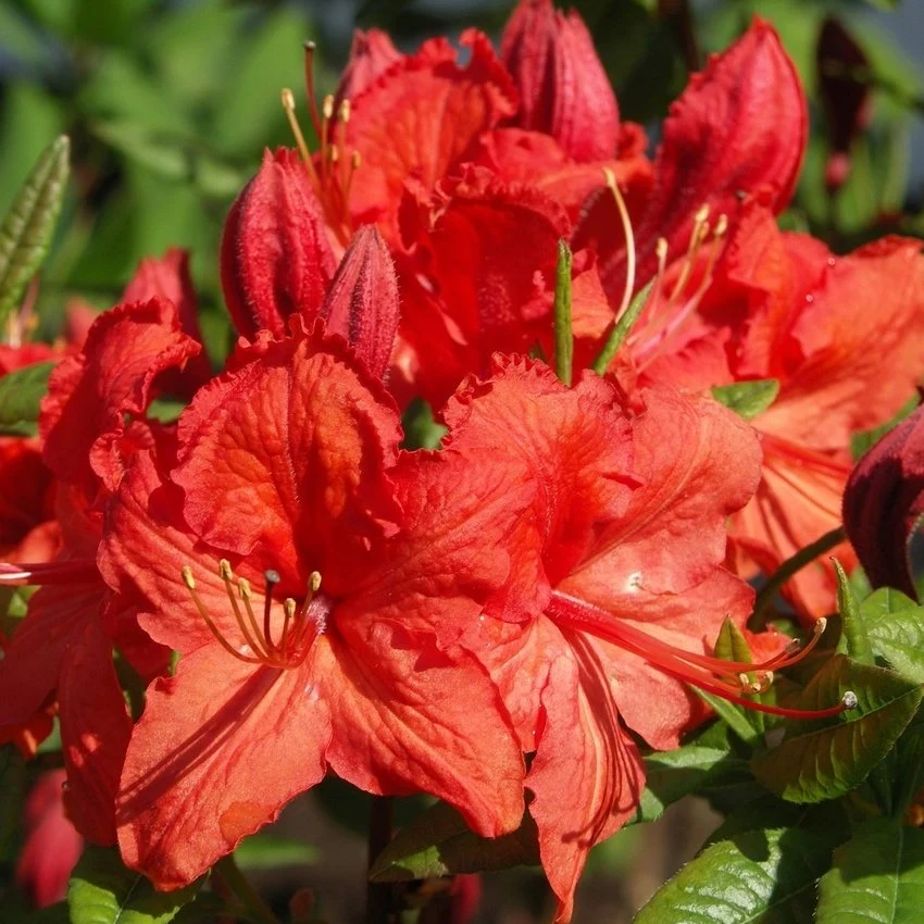 Azalea Deciduous Satan +Saturnus 3LT