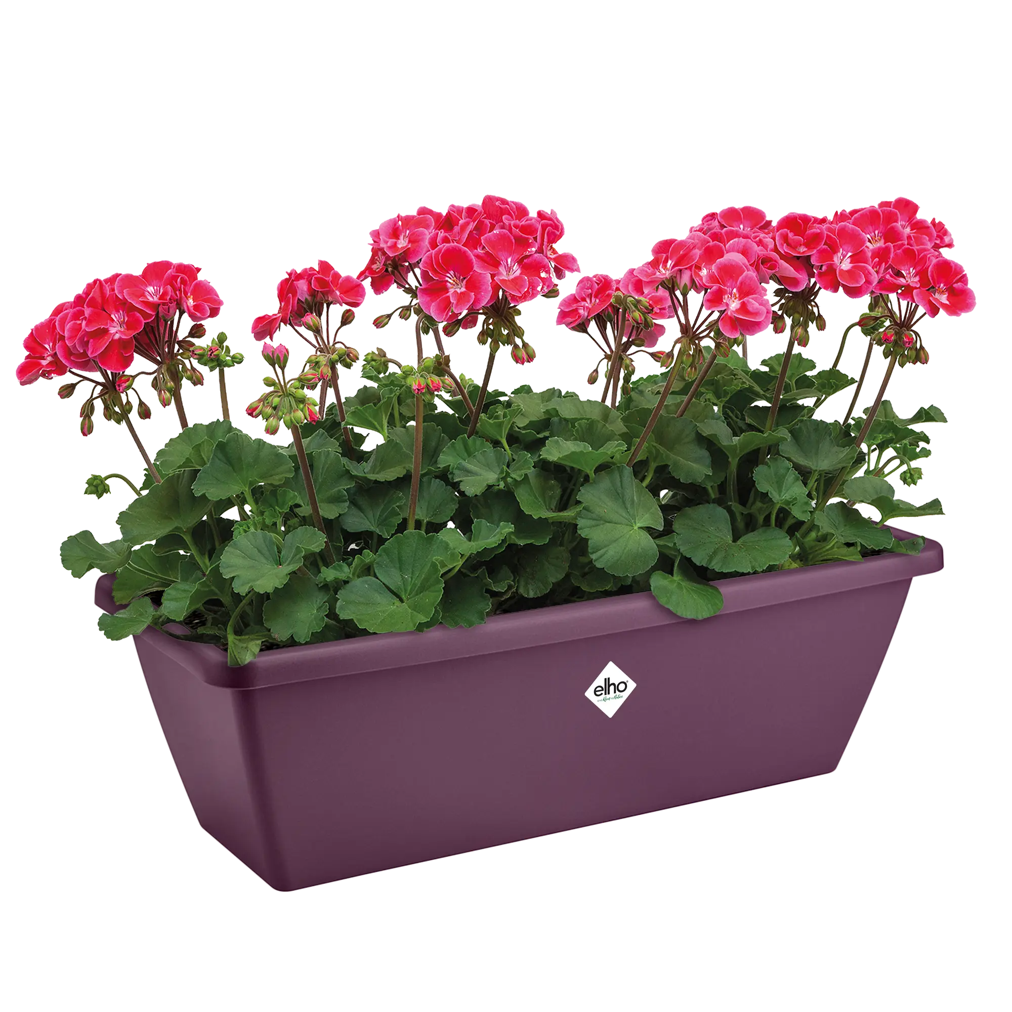 Barcelona Trough Maple Purple - Image 3