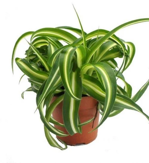 Chlorophytum com. 'Bonnie' - Image 2