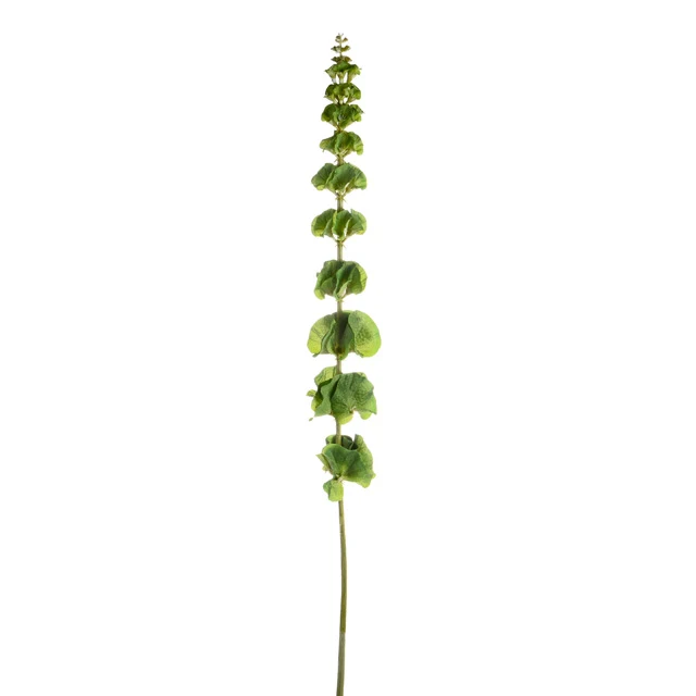 Bells of Ireland 78cm