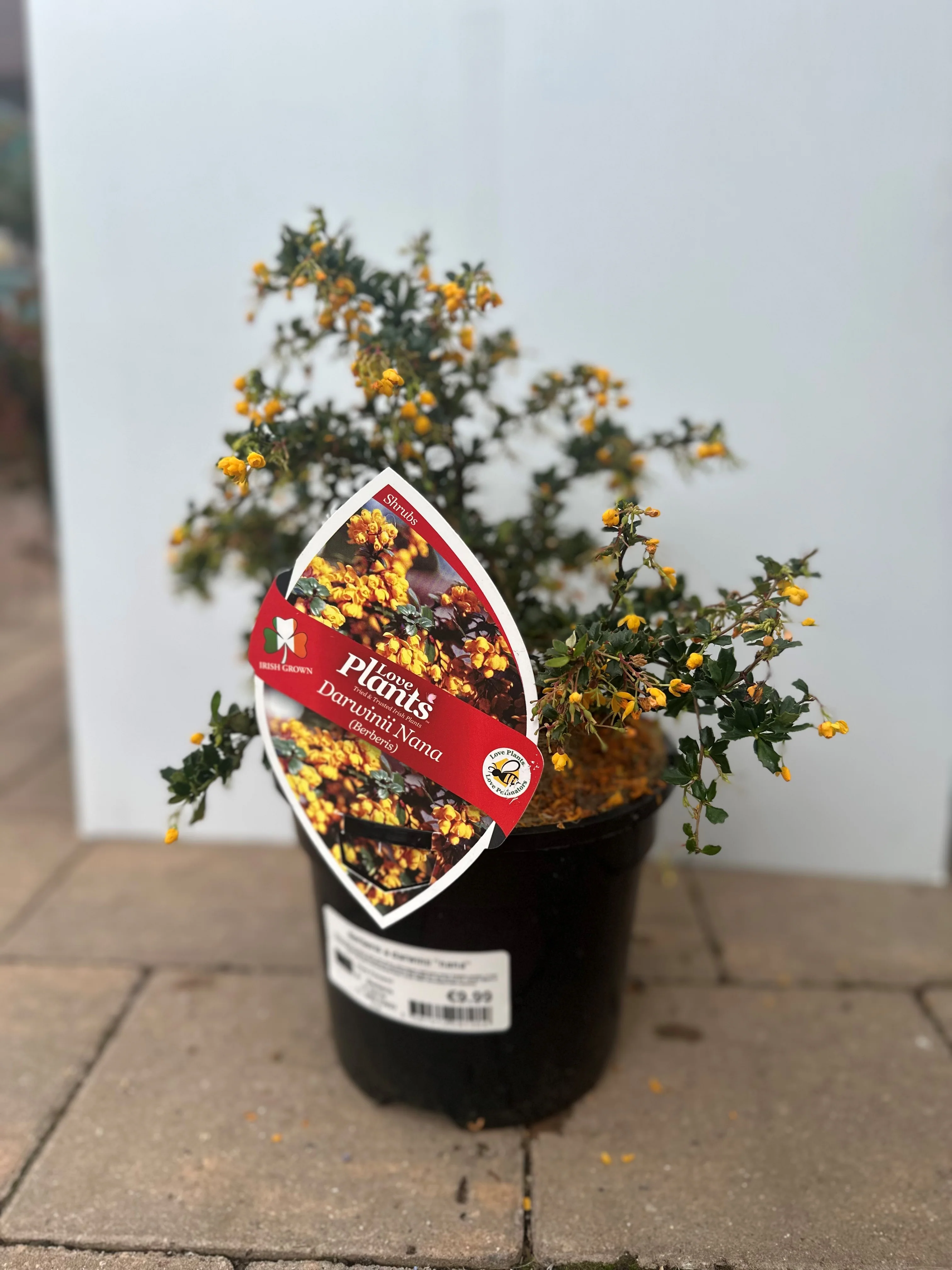 Berberis darwinii Nana - Image 2
