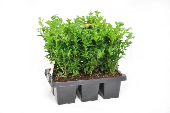 Buxus sempervirens / 6 Pack