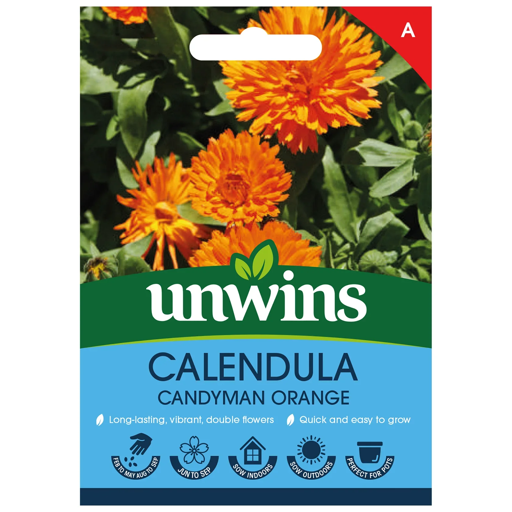 Calendula Candyman Orange