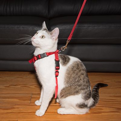 Car Harness for cats 20-50cm Red - Image 10
