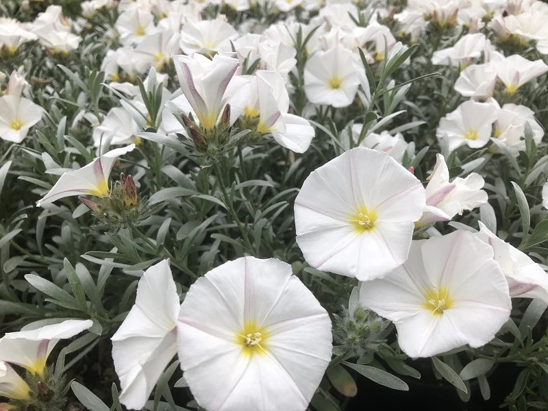 Convolvulus Cneorum P14 30cm