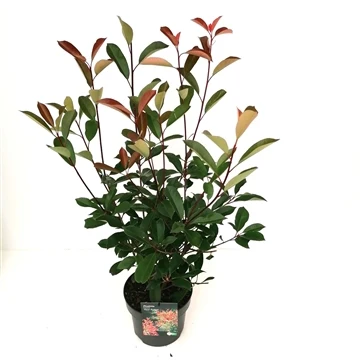 Photinia × fraseri- Red Robin