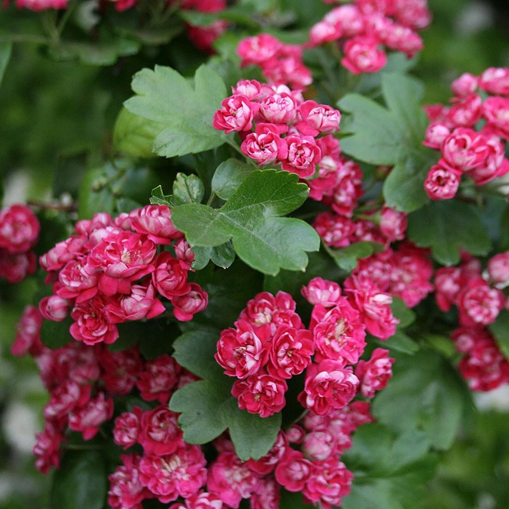 Crataegus laevigata ‘Paul’s Scarlet’ – Red Hawthorn Tree - Image 2