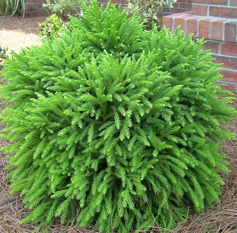 Cryptomeria Japonica Globosa Nana - Image 2