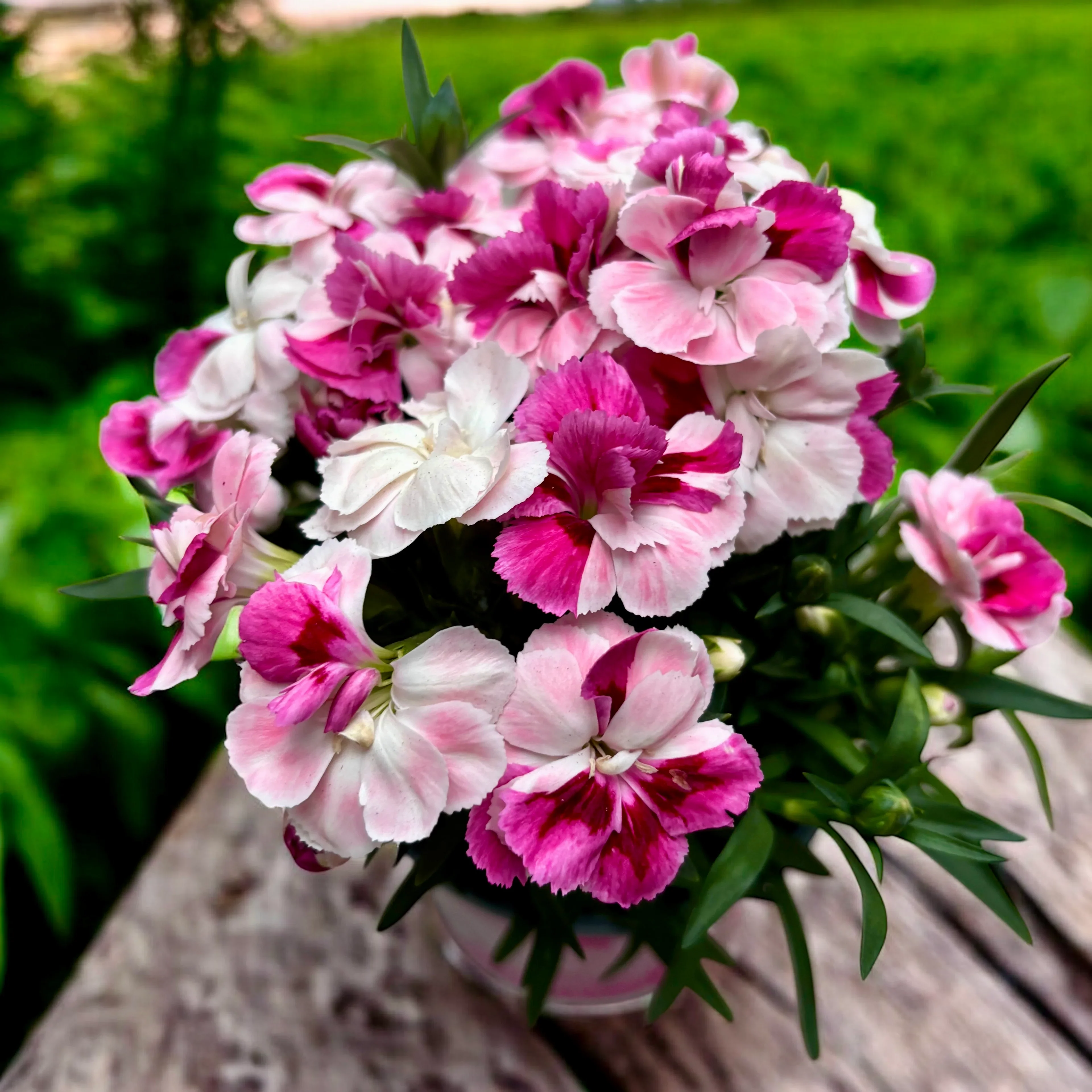 Dianthus ‘Pink & Proud’ – Fragrant Pink Garden Perennial P10.5 3f€10 - Image 2