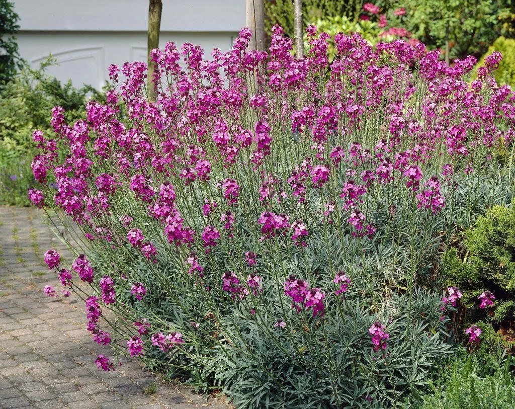 Erysimum 'Bowles Mauve', 2L - Image 2