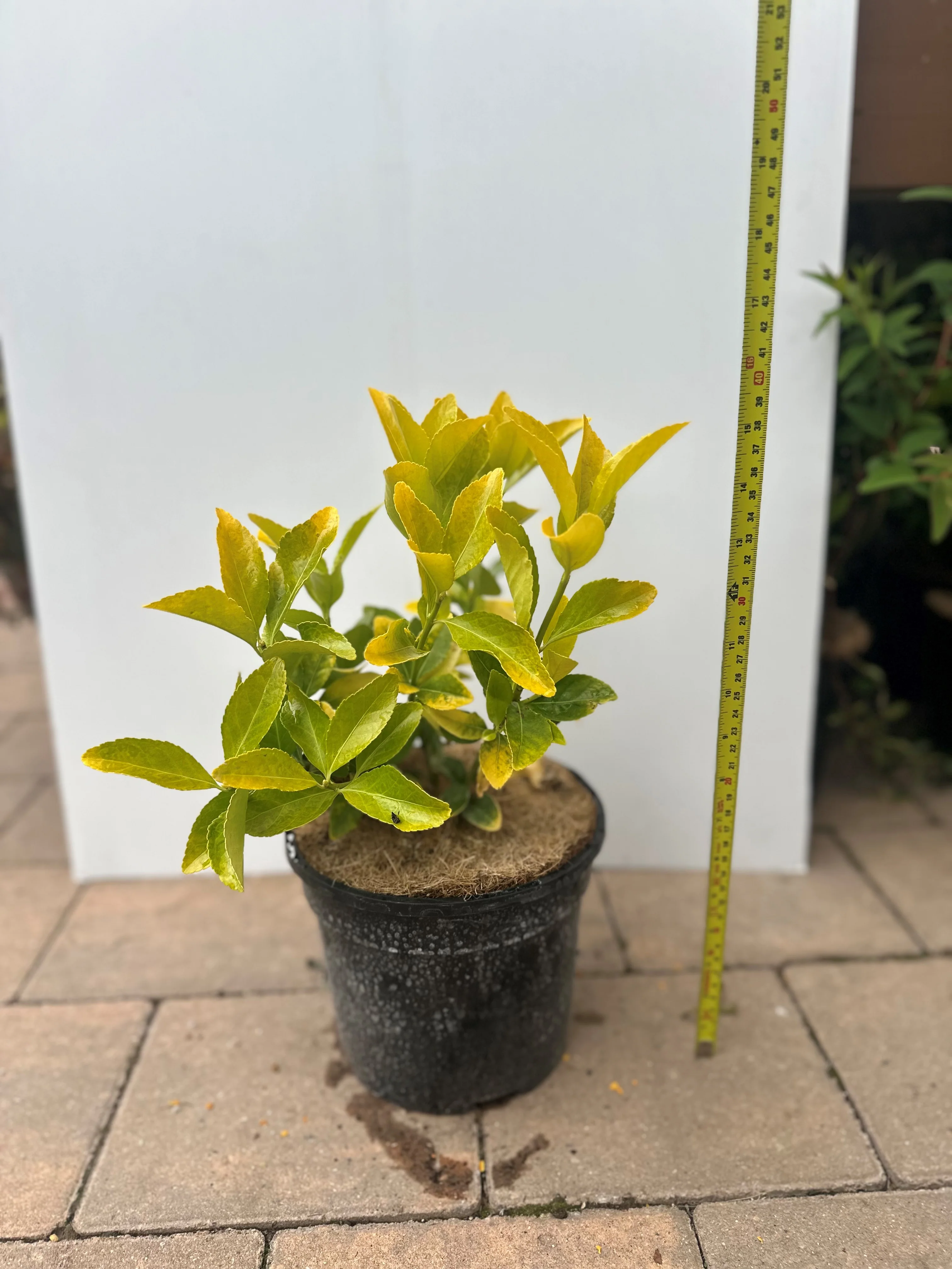 Euonymus Eldorado