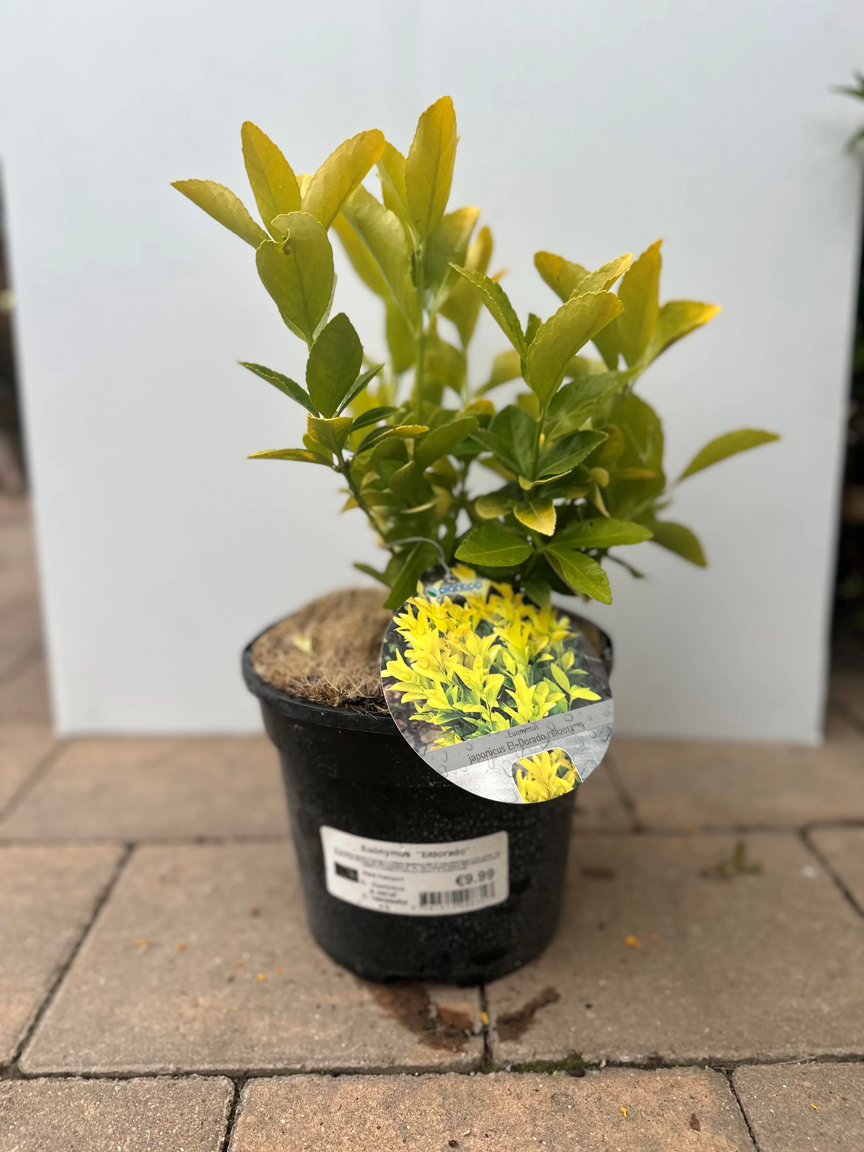 Euonymus Eldorado - Image 2