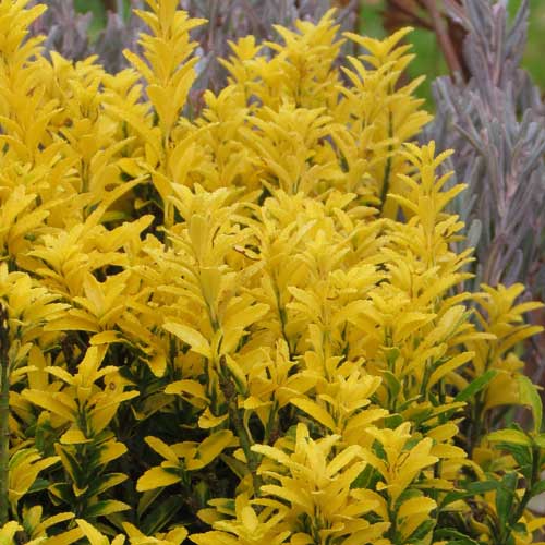 Euonymus Eldorado - Image 3