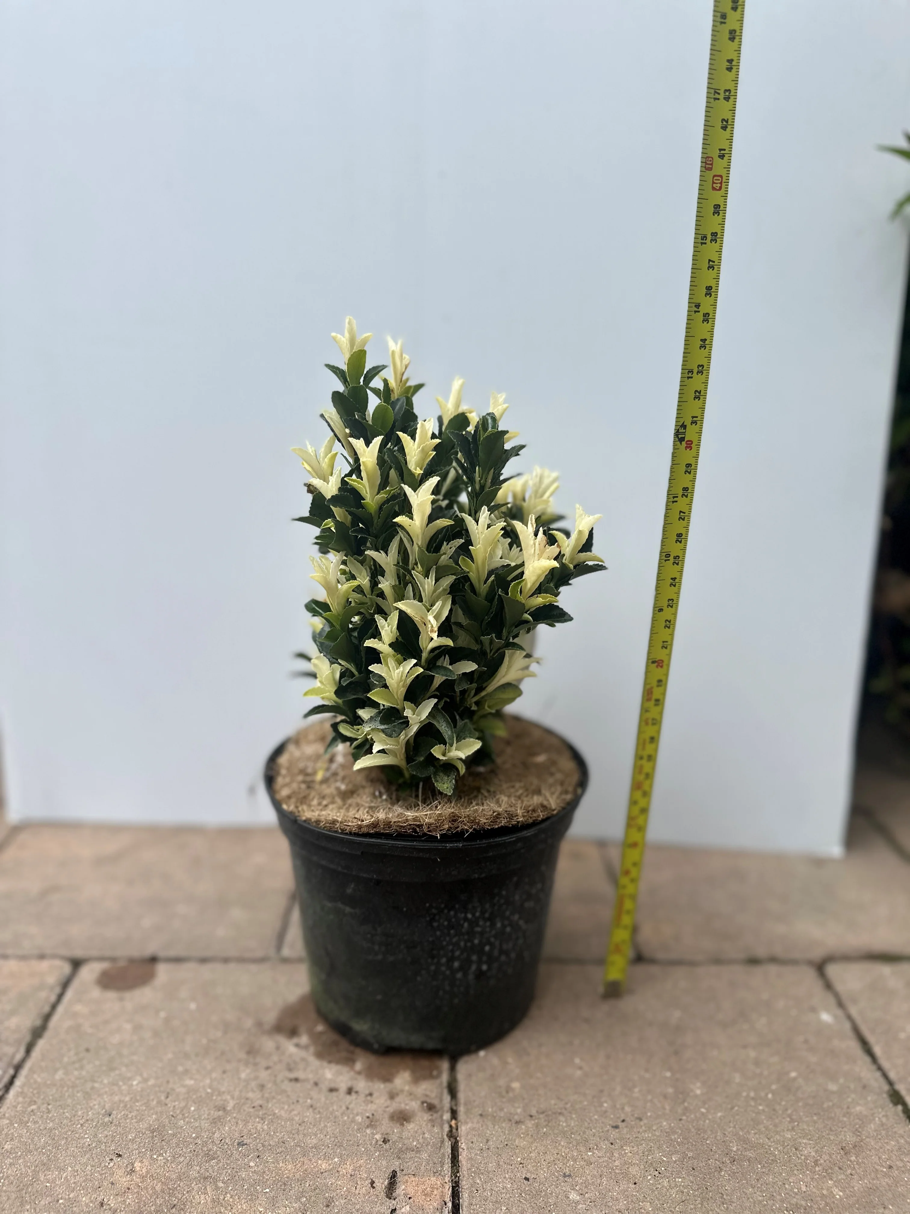 Euonymus Paloma Blanca