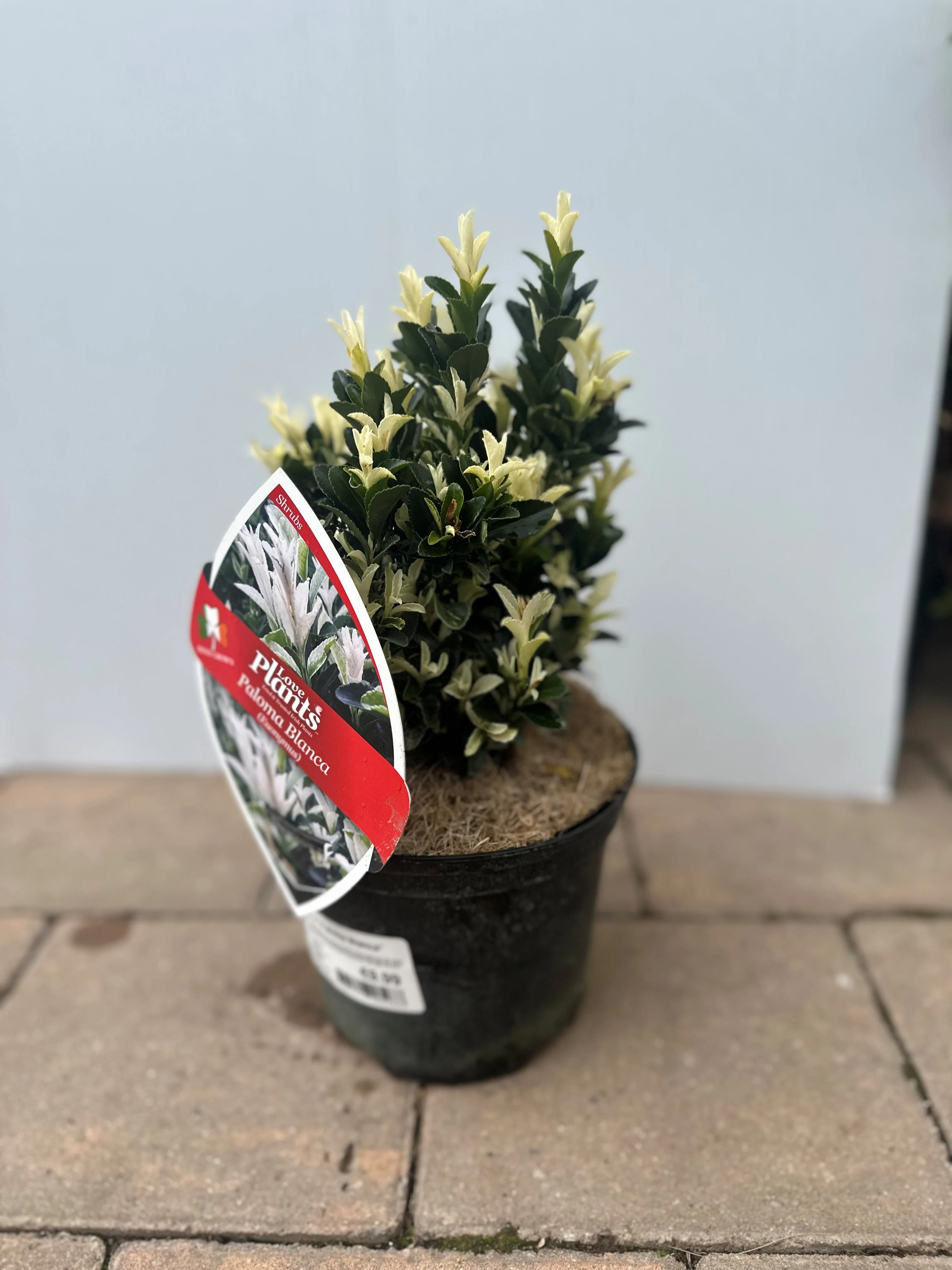 Euonymus Paloma Blanca - Image 2