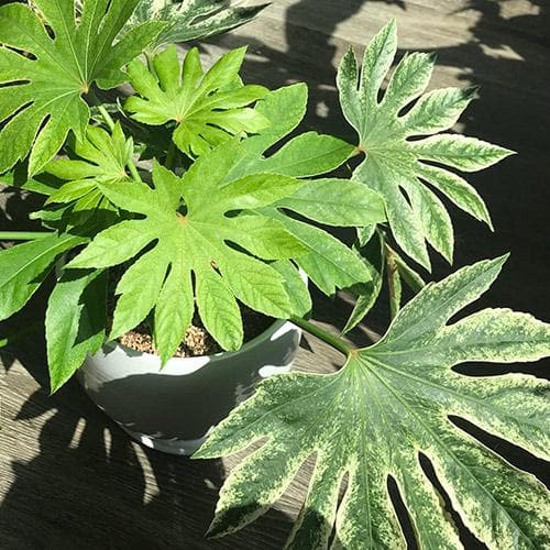 Fatsia Japonica Spider Web P24 60cm