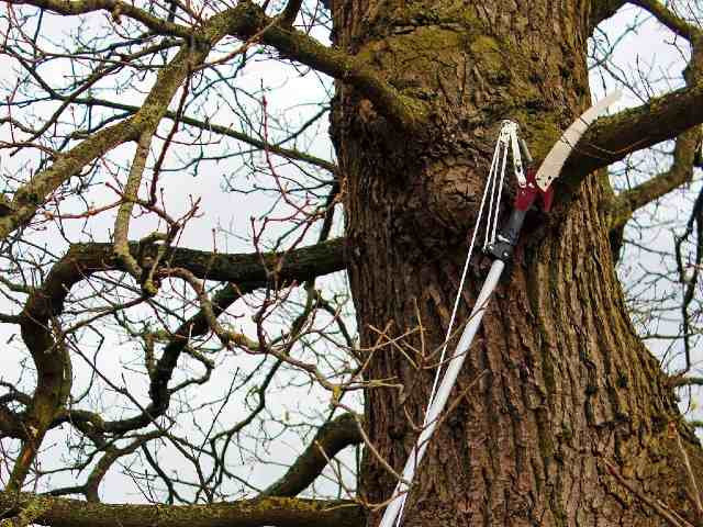 Kent & Stowe Telescopic Tree Lopper - Image 2