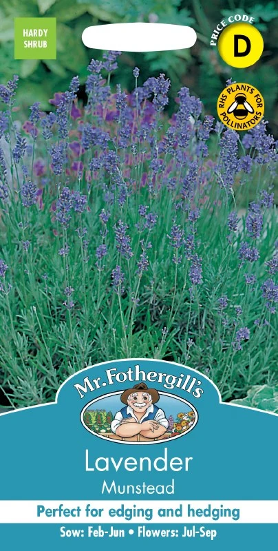Lavender Munstead