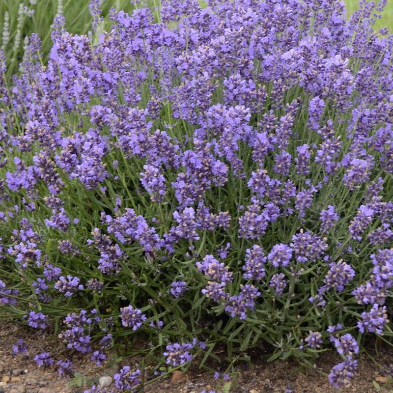 Lavundula an. Essence Purple 2l (Lavender)