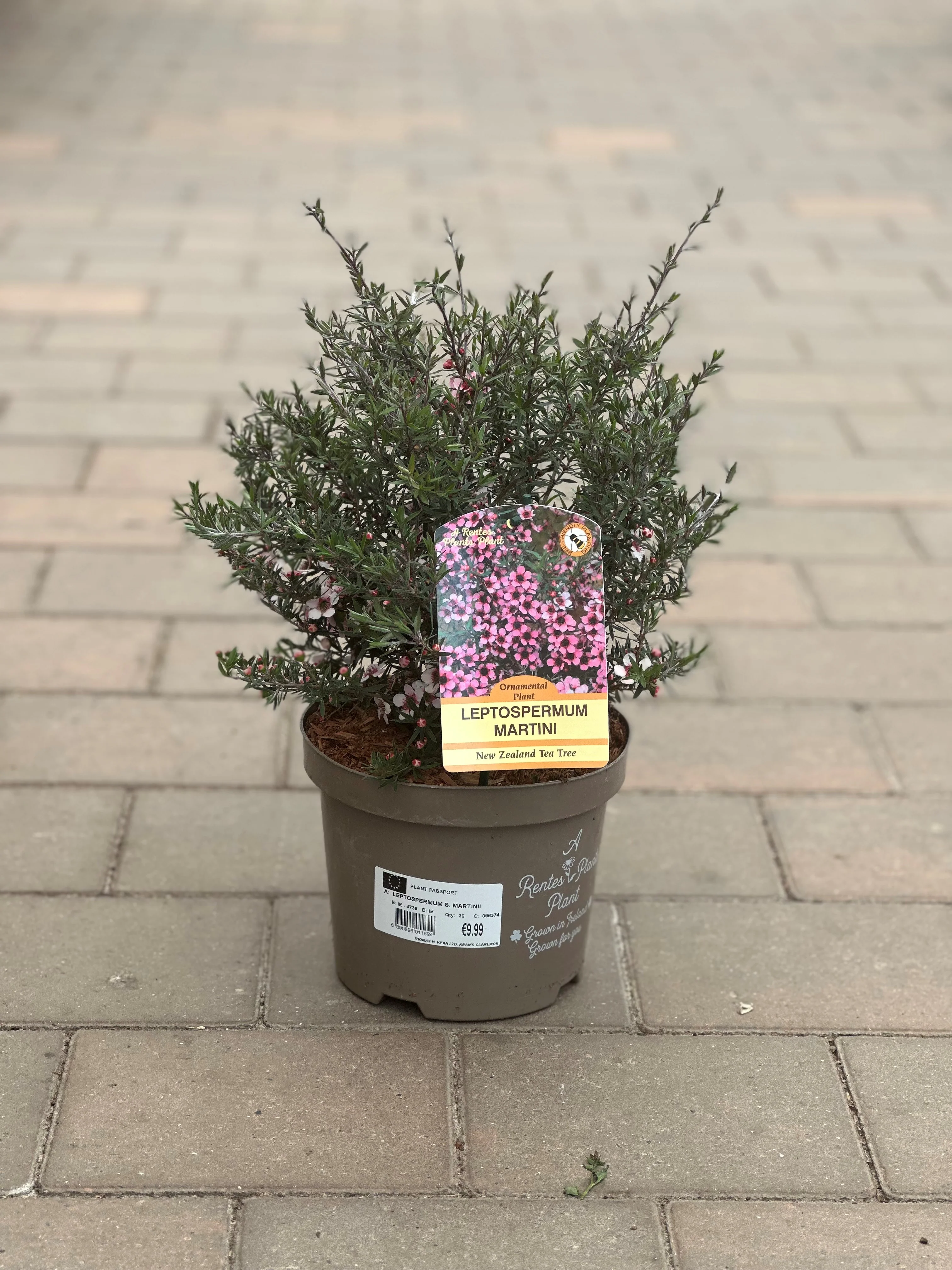Leptospermum scoparium 'Martinii'
