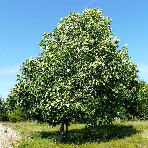 Liriodendron tulipifera – Tulip Tree