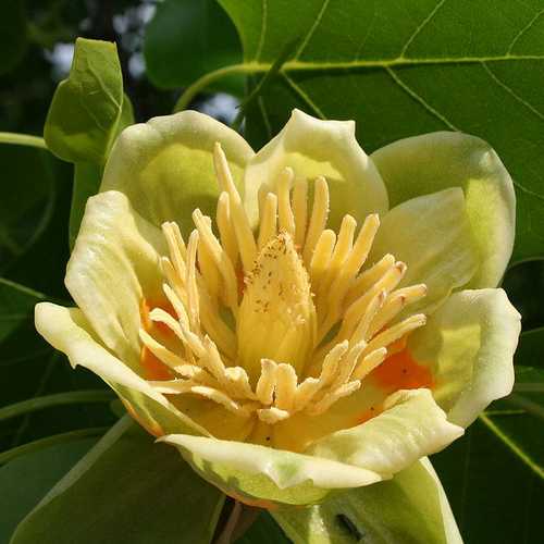 Liriodendron tulipifera – Tulip Tree - Image 3