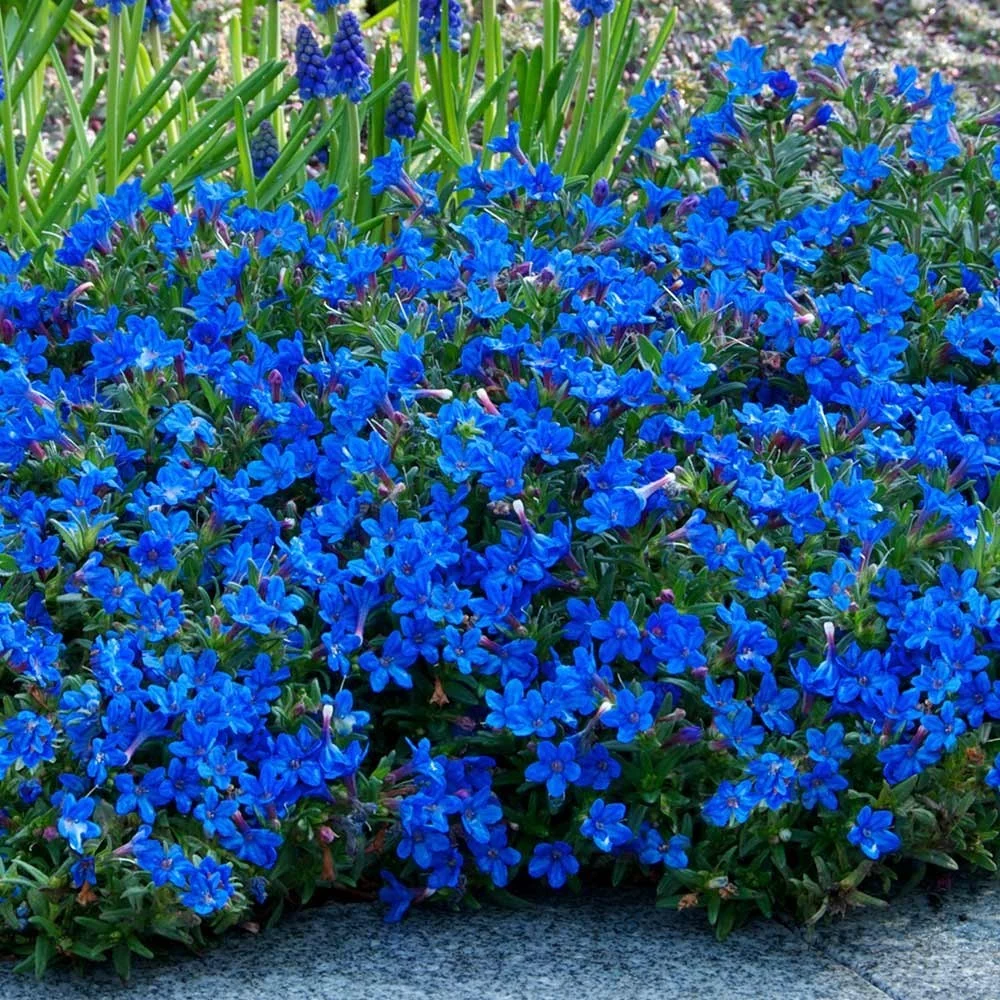 Lithodora Heavenly Blue 2Ltr Evergreen