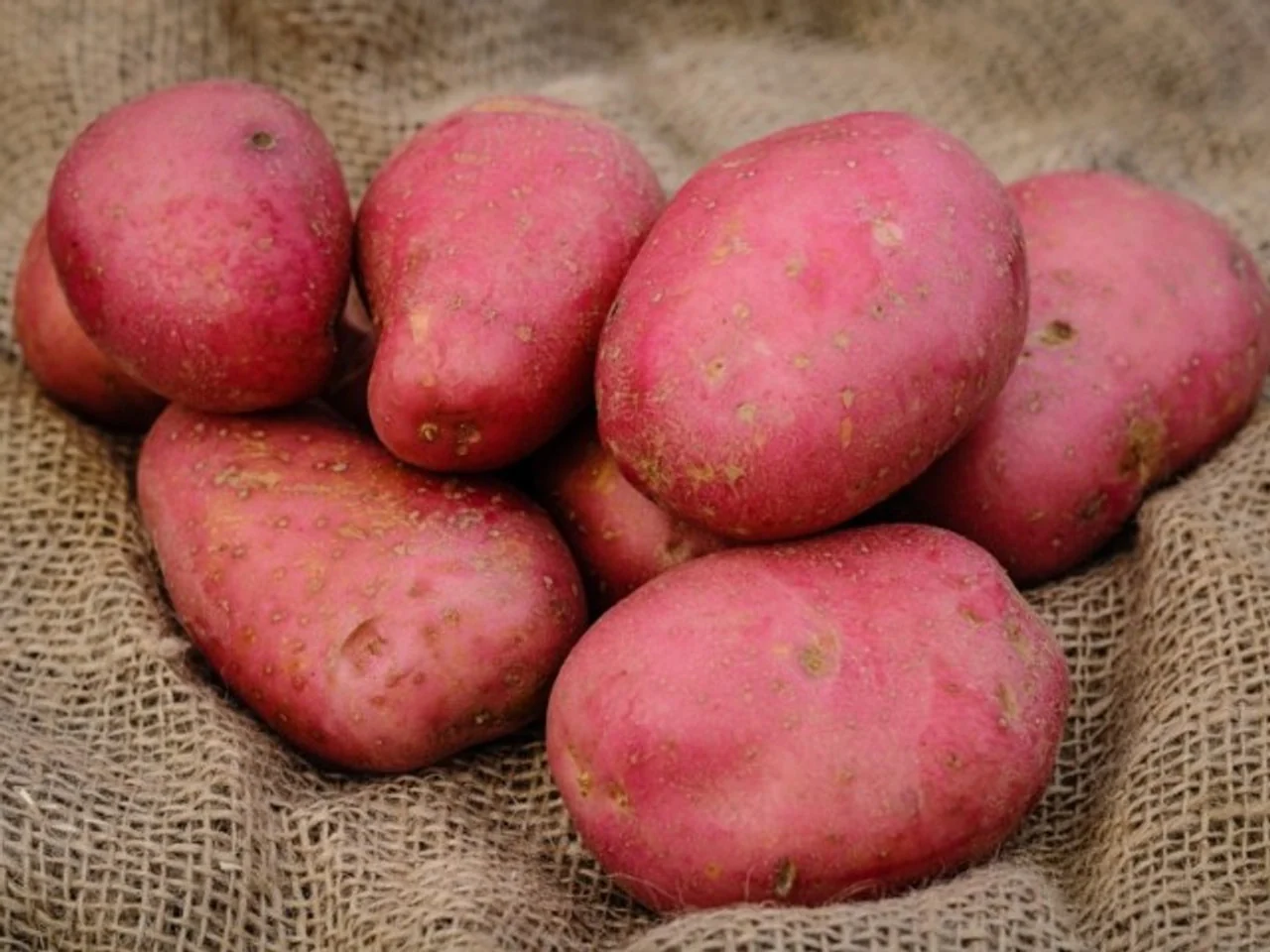 Main Crop Rooster 10Kg Bags
