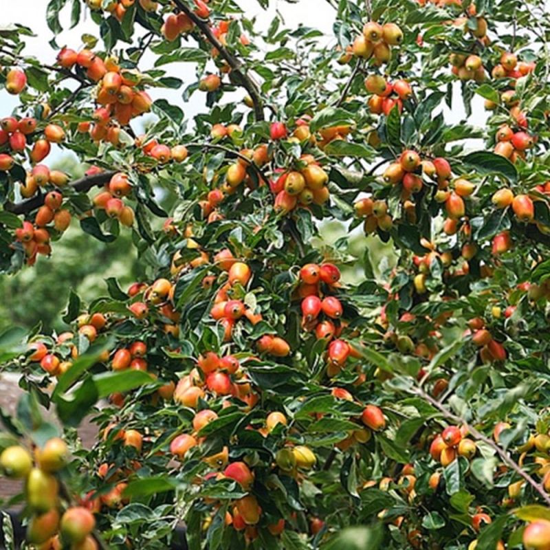 Malus John Downie 1/2 Std 10 Lt - Image 2