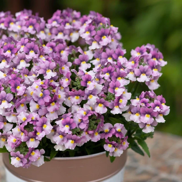 Nemesia Nuvo® Pink Bicolour, 2L - Image 2