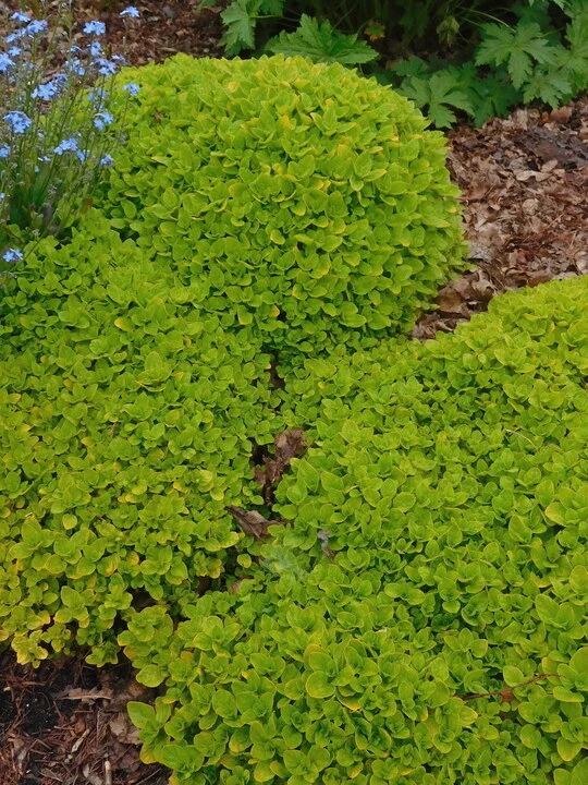 Oregano vulg. 'Thumbles Var.' 9cm 06-HERBS - Image 2