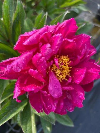 Paeonia 'Karl Rosenfield' 4L - Image 2