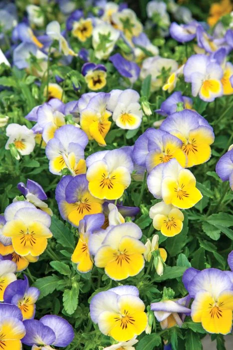 Pansy Blueberry Swirl - Image 2