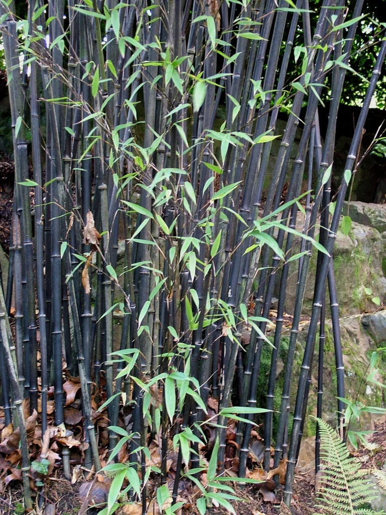 Phyllostachys Nigra C12 190cm