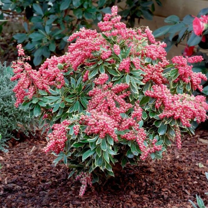 Pieris Polar Passion 3LT Evergreen