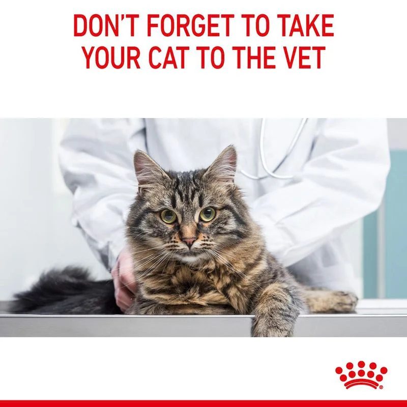 Royal Canin | Cat Food | Hair & Skin | 400g - Image 11