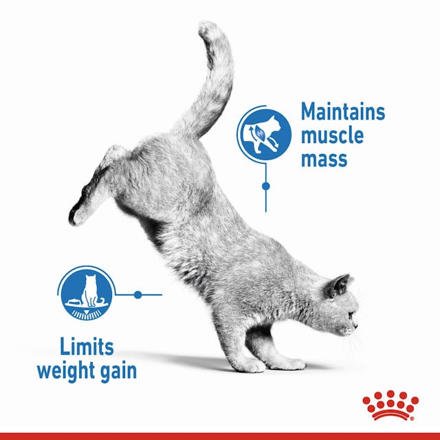 Royal Canin | Cat Food | Light Weight Care | 1.5kg - Image 3