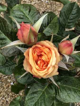 Rosa 'Amber Sun' 4.5L Patio - Image 2