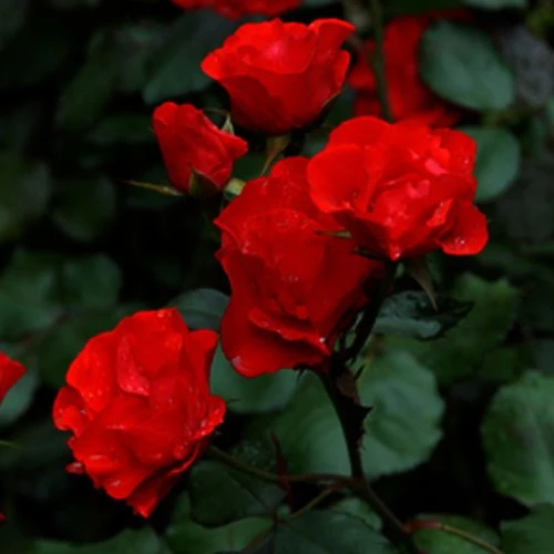 Rosa Amsterdam 4.5L 04-Rose, Floribunda
