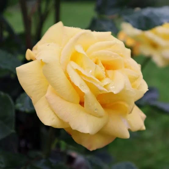 Rosa 'Arthur Bell' 4.5L 04-Rose, Floribunda - Image 2