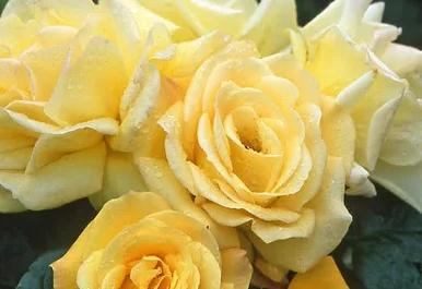 Rosa 'Arthur Bell' 4.5L 04-Rose, Floribunda - Image 4