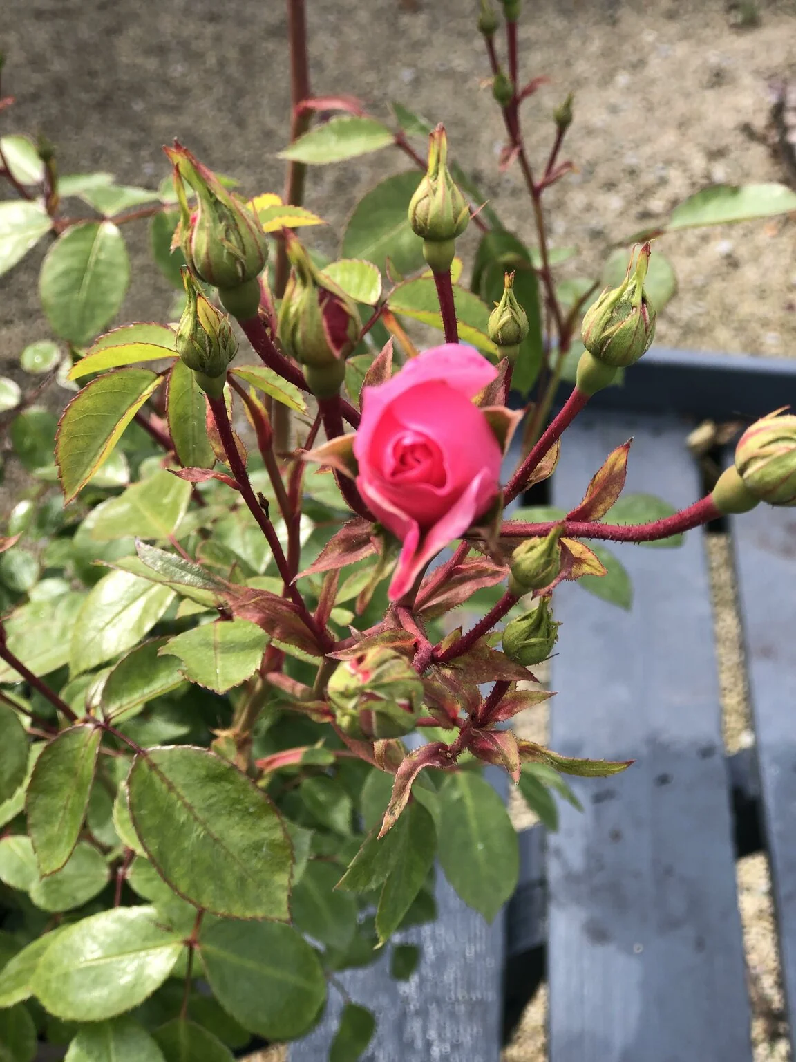 Rosa ‘Bonica’ – Floribunda Rose (4.5L) - Image 2