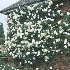 Rosa ‘Climbing Iceberg’ – Climbing Rose 4.5L - Image 3