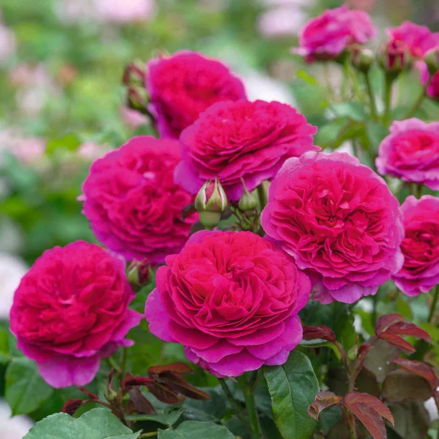 Rosa 'Gabriel Oak' 6L David Austin - Image 3
