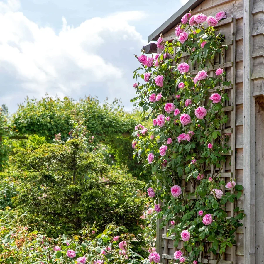 Rosa 'Gertrude Jekyll' (C) 6L David Austin - Image 8