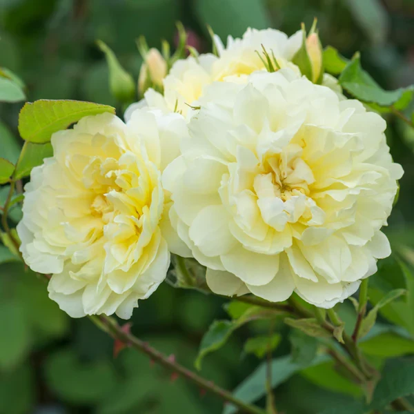 David Austin Rosa 'Imogen' 6L Rose - Image 2